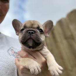 Louie - Fawn male French Bulldog puppy in League City, Texas from Baby Bear Frenchies