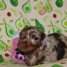 Kennedy - Dapple female Dachshund puppy in Staley, North Carolina from Langley Farms Dachshunds