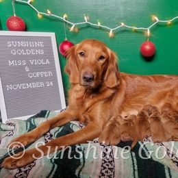 Golden Retriever Puppies from Sunshine Goldens