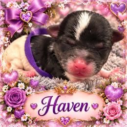 Haven - Parti female Yorkshire Terrier puppy in Tangipahoa County, Louisiana from Riche’ Louisiana Yorkies