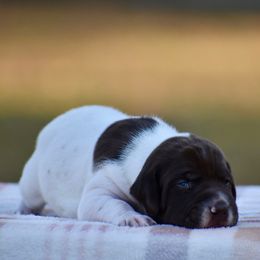 Olive - Liver and white female German Shorthaired Pointer puppy in Chocowinity, North Carolina from Foxtail Hollow