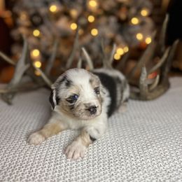 Miniature Australian Shepherd Puppies from Quartz Creek Aussies