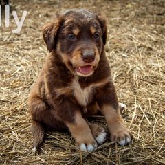 Border Collie, Golden Retriever, and Sporty Mix Puppies from Turbo Border Collies & Coltrievers