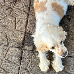 Angel - Cocker Spaniel