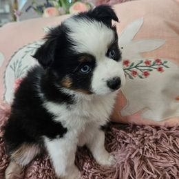 Miniature Australian Shepherd Puppies from Jay Baker