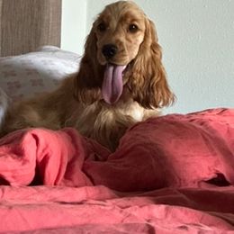 Summer - English Cocker Spaniel