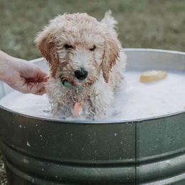 Cockapoos and Goldendoodles from The Doodle Patch