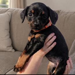 Melissa Duck - Black and rust female Doberman Pinscher puppy in Wellington, Ohio from Jessie (TDD, llc)