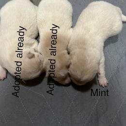 Mint - Cream female Shiba Inu puppy in Florence, Oregon from Sunbeam Shiba Inus