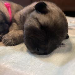 Keeshond Puppies from StarStruck Keeshonden
