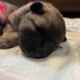Keeshond Puppies from StarStruck Keeshonden