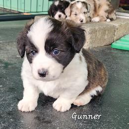 Gunner - Brindle and white male American Corgi puppy in Concrete, Washington from Wigglebutts American Corgis