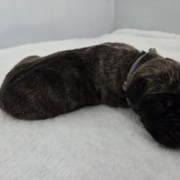 Brindle Boy, Purple Collar - Black male Great Dane puppy in Hickman, Kentucky from Tidal Wave Danes