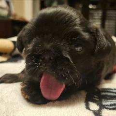 Girl 1 - Black and tan female Brussels Griffon puppy in Huntsville, Alabama from Tammy's Brussels
