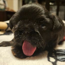 Girl 1 - Black and tan female Brussels Griffon puppy in Huntsville, Alabama from Tammy's Brussels