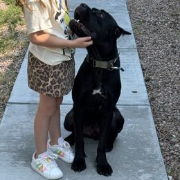 Cane Corso All Grown Up from Jay Harrison