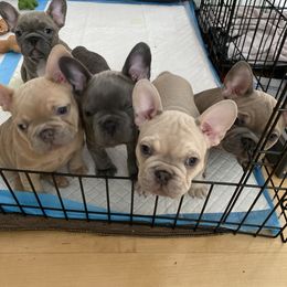 French Bulldog Puppies from Casa de Frenchie