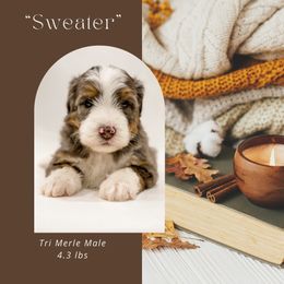 Sweater (Black Collar) - Blue merle male Bernedoodle puppy in Hudson, Indiana from TurkeyCreek-K9