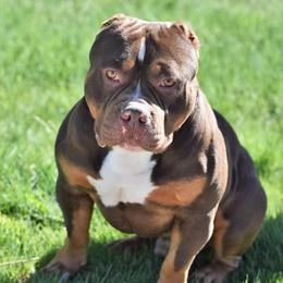 Kush - American Bully
