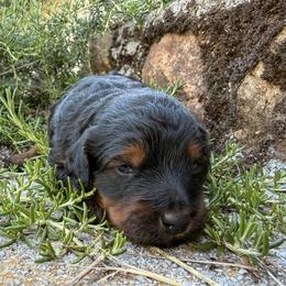Stefan - Phantom male Goldendoodle puppy in Redding, California from O’Hara  Doodles