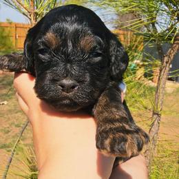 Earp - Black and tan male Cockapoo puppy in Indiahoma, Oklahoma from Phamily Doodles