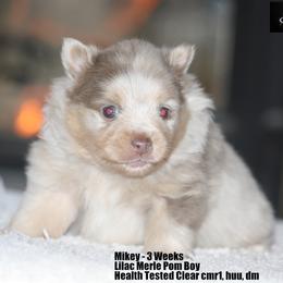 Mikey - Lavender male Pomeranian puppy in Chelsea, Oklahoma from English Rose Poms