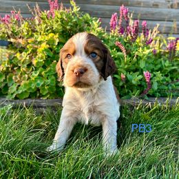 PB3 - Tri-Roan male English Springer Spaniel puppy in Britton, South Dakota from K&S Canines