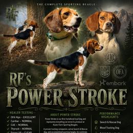 Stroker - Beagle