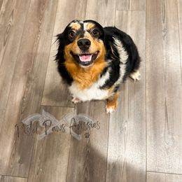 Roe - Toy Australian Shepherd
