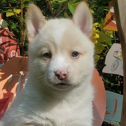Boy 3 - Siberian Husky puppy in Gloucester, Virginia from Roaring Springs Pomsky