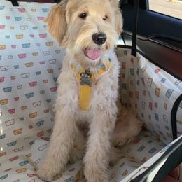 Bernedoodle and Goldendoodle Puppies from Natural Goldendoodle and Bernedoodle