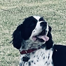 Louie - Cocker Spaniel