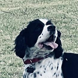 Louie - Cocker Spaniel