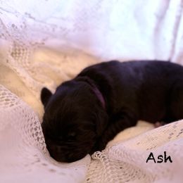 Ash - Black male Newfoundland puppy in Goodhue, Minnesota from Claypits Newfoundlands