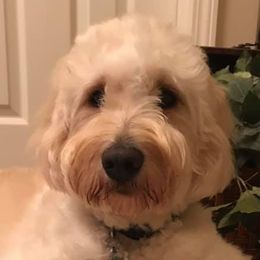 Goldendoodles from Melonie Rakestraw's Goldendoodles