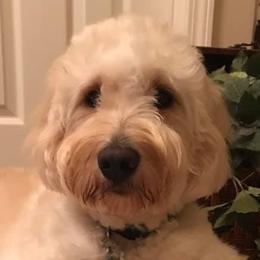 Goldendoodles from Melonie Rakestraw's Goldendoodles
