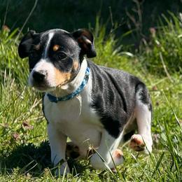 Flint - Black white and tan male Rat Terrier puppy in Molalla, Oregon from The Puppy Patch Rat Terriers