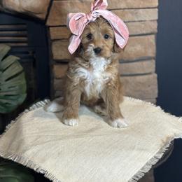 Goldendoodle All Grown Up from Hollywood Doodles