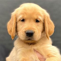 Nancy - Golden Retriever puppy from Bear State Golden Retrievers