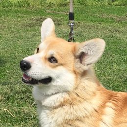 NIK - Pembroke Welsh Corgi
