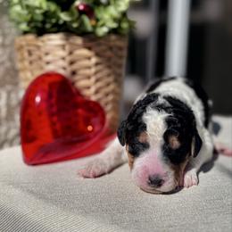 Frost - Black and white male Bernedoodle puppy in Moreno Valley, California from Ayy_Doodles