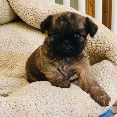 Brussels Griffons from Walenga Brussels Griffon & Bridlewood Labradors