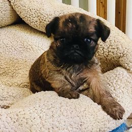 Brussels Griffons from Walenga Brussels Griffon & Bridlewood Labradors