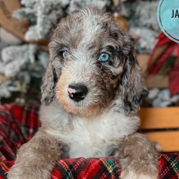 Jasmine Tea - Merle Double Doodle puppy in Palmetto Bay, Florida from Coral Gables Doodles