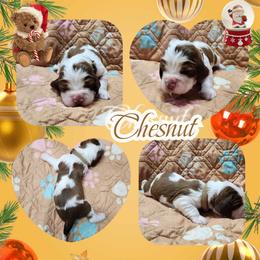 Chesnut - Red and white male English Springer Spaniel puppy in Westover, Maryland from Sterling's springer Haven
