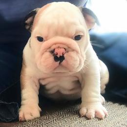Capone Light Blue - Red and white male Bulldog puppy in Laurel, Montana from Bull Mountain Bulldogs