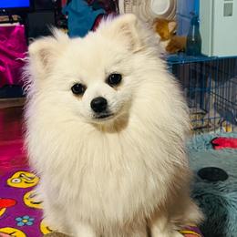 Anna - White female Pomeranian puppy in St. Louis, Missouri from Saint Louis Pomeranian babies