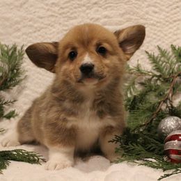 Sugar Cookie - Pembroke Welsh Corgi puppy from Covered Bridge Corgis