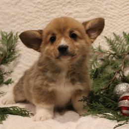 Sugar Cookie - Pembroke Welsh Corgi puppy from Covered Bridge Corgis