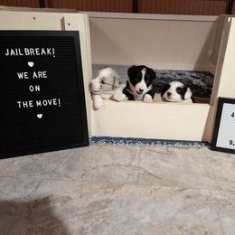 Cardigan Welsh Corgi Puppies from Smoky Tails Corgis